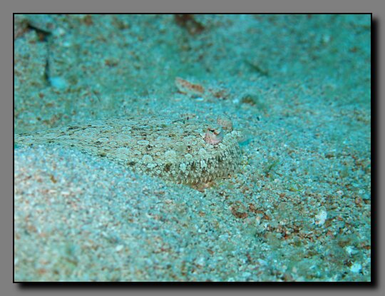 flounder on sand